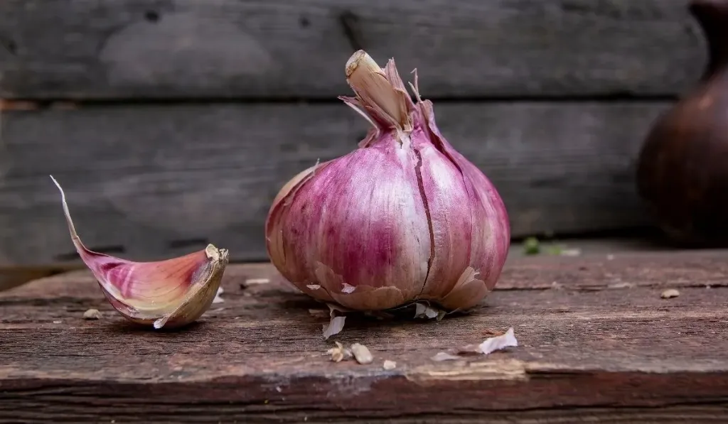 Ajo gigante morado - Misión y verdulería La Fruta Ama