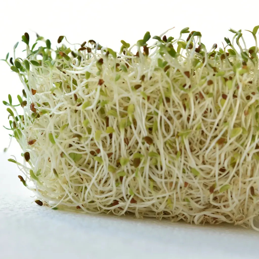 Brotes de alfalfa - Misión y verdulería La Fruta Ama